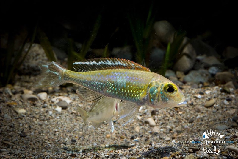 Callochromis pleurospilus 'Kigoma'